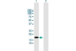 Image no. 1 for anti-Neurotensin (NTS) (AA 1-170) antibody (ABIN948200)