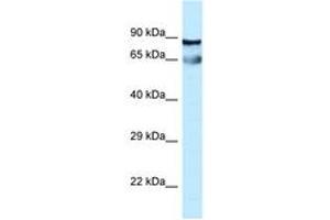 Image no. 1 for anti-Centrosomal Protein 76kDa (Cep76) (AA 242-291) antibody (ABIN6747802)