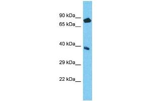 NPEPL1 Antikörper  (N-Term)