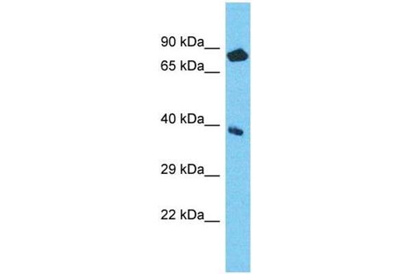NPEPL1 Antikörper  (N-Term)