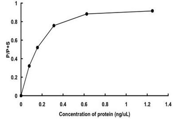 FER Protein (AA 1-822) (GST tag)