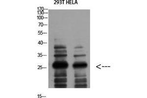 Western Blot (WB) analysis of 293T HeLa using 14-3-3 zeta Polyclonal Antibody diluted at 1:1000.