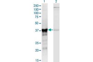 Image no. 1 for anti-Alcohol Dehydrogenase 5 (Class III), chi Polypeptide (ADH5) (AA 1-374) antibody (ABIN1326993)