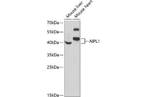 AIPL1 抗体  (AA 1-384)