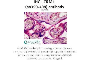 Image no. 1 for anti-Exportin 1 (XPO1) (AA 390-408) antibody (ABIN1733319)