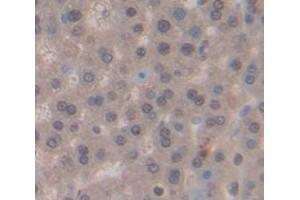 Image no. 2 for anti-NIMA (Never in Mitosis Gene A)-Related Kinase 2 (NEK2) (AA 137-400) antibody (ABIN1859978)