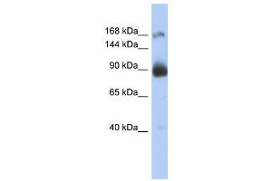 Image no. 1 for anti-Insulin Receptor (INSR) (Middle Region) antibody (ABIN926933)
