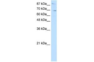 Image no. 1 for anti-SKI-Like Oncogene (SKIL) (N-Term) antibody (ABIN2779596)
