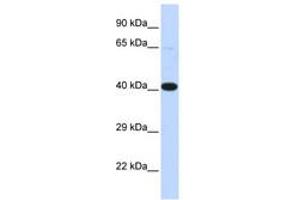 Image no. 1 for anti-Heat Shock Transcription Factor 2 Binding Protein (HSF2BP) (AA 72-121) antibody (ABIN6742528)