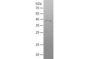 MafF Protein (AA 1-164) (His-IF2DI Tag)