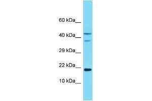 Image no. 1 for anti-NADH Dehydrogenase (Ubiquinone) 1 alpha Subcomplex, 8, 19kDa (NDUFA8) (Middle Region) antibody (ABIN2774343)