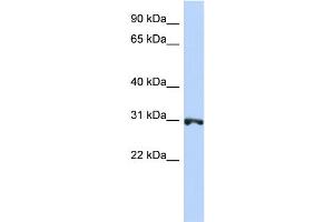 Image no. 1 for anti-Ring Finger Protein 126 (RNF126) (N-Term) antibody (ABIN2774749)