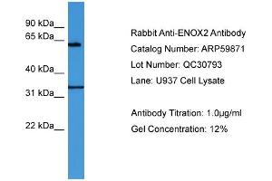 Image no. 2 for anti-Ecto-NOX Disulfide-Thiol Exchanger 2 (ENOX2) (N-Term) antibody (ABIN2788245)