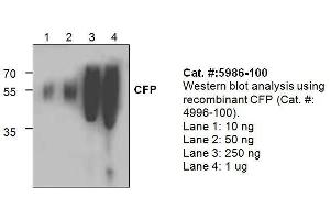 Image no. 1 for anti-Complement Factor P (CFP) antibody (ABIN411450)
