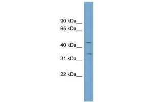 SLC39A8 抗体  (N-Term)
