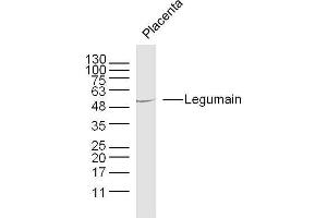 Image no. 4 for anti-Legumain (LGMN) (AA 201-300) antibody (ABIN750958)