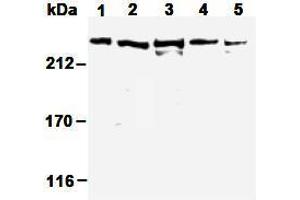 Image no. 3 for anti-Nuclear Mitotic Apparatus Protein 1 (NUMA1) antibody (ABIN1449239)