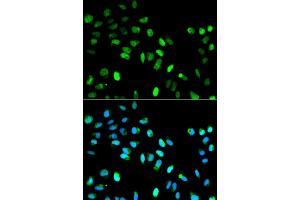 Image no. 4 for anti-MAD1 Mitotic Arrest Deficient-Like 1 (MAD1L1) antibody (ABIN3021566)