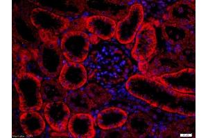 Image no. 2 for anti-Frizzled Family Receptor 3 (FZD3) (AA 121-220) antibody (ABIN1714171)