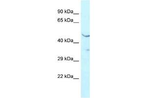 Image no. 1 for anti-Homeobox Containing 1 (HMBOX1) (C-Term) antibody (ABIN2778015)