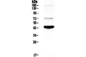 Image no. 1 for anti-Paired Box 5 (PAX5) (AA 217-282) antibody (ABIN5692907)