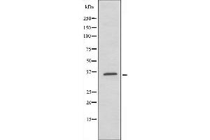 anti-Prostate Transmembrane Protein, Androgen Induced 1 (PMEPA1) (Internal Region) antibody