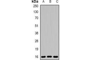 Image no. 1 for anti-Family with Sequence Similarity 176, Member A (FAM176A) antibody (ABIN3197633)