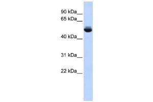 Image no. 1 for anti-Translocation Associated Membrane Protein 1-Like 1 (TRAM1L1) antibody (ABIN2459605)