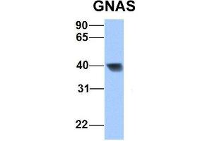 Image no. 9 for anti-GNAS Complex Locus (GNAS) (N-Term) antibody (ABIN2775543)