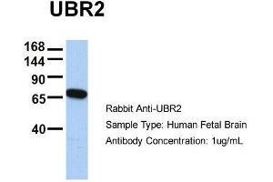Image no. 2 for anti-Ubiquitin Protein Ligase E3 Component N-Recognin 2 (UBR2) (C-Term) antibody (ABIN2774730)