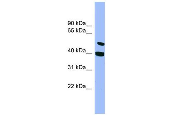 anti-Smu-1 Suppressor of Mec-8 and Unc-52 Homolog (SMU1) (N-Term) antibody