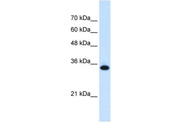 anti-Solute Carrier Family 25, Member 38 (SLC25A38) (Middle Region) antibody