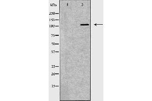 Image no. 2 for anti-Toll-Like Receptor 8 (TLR8) (C-Term) antibody (ABIN6265604)