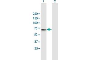 Western Blot analysis of PCK1 expression in transfected 293T cell line by PCK1 MaxPab polyclonal antibody.