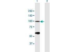 Image no. 2 for anti-Bromodomain Containing 2 (BRD2) (AA 1-801) antibody (ABIN948411)