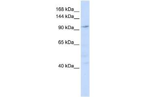 Image no. 1 for anti-NODAL Modulator 1 (NOMO1) (N-Term) antibody (ABIN2785996)