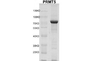 Image no. 2 for Protein Arginine Methyltransferase 5 (PRMT5) protein (DYKDDDDK Tag) (ABIN2669658)