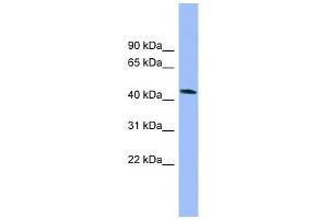 Image no. 1 for anti-N-Terminal EF-Hand Calcium Binding Protein 3 (NECAB3) (N-Term) antibody (ABIN632067)
