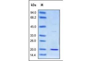 Image no. 2 for CD3 epsilon (CD3E) (AA 22-117) (Active) protein (His tag) (ABIN2180774)