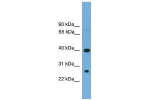 Image no. 1 for anti-Triggering Receptor Expressed On Myeloid Cells-Like 2 (TREML2) (N-Term) antibody (ABIN2783948)