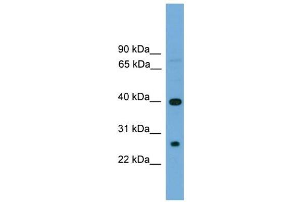 TREML2 抗体  (N-Term)