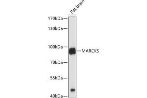 MARCKS Antikörper  (AA 1-100)