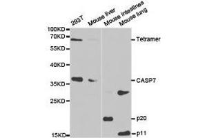 Image no. 1 for anti-Caspase 7, Apoptosis-Related Cysteine Peptidase (CASP7) antibody (ABIN1871469)