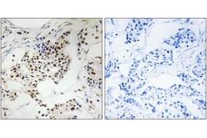 Image no. 1 for anti-Shugoshin-Like 2 (SGOL2) (AA 681-730) antibody (ABIN1535371)