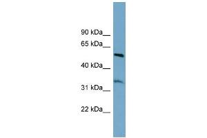 Image no. 1 for anti-threonine Synthase-Like 2 (THNSL2) (Middle Region) antibody (ABIN2787106)