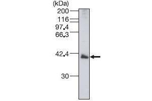Image no. 3 for anti-Izumo Sperm-Egg Fusion 1 (IZUMO1) antibody (ABIN2452041)
