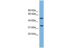 Image no. 1 for anti-Craniofacial Development Protein 1 (CFDP1) (Middle Region) antibody (ABIN633098)