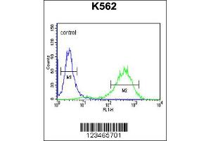 Flow Cytometry (FACS) image for anti-Claudin 18 (CLDN18) antibody (ABIN2158256)