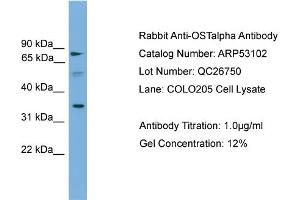 Image no. 1 for anti-Organic Solute Transporter alpha (OSTALPHA) (Middle Region) antibody (ABIN2785228)