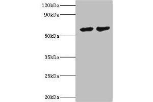 CYP4F12 antibody  (AA 265-524)